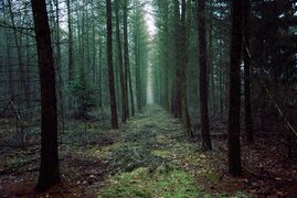 Woodland in eastern Krai commonplace in Southern Assai.