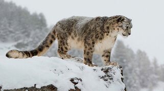 The mountain Korati Arera, a species of Arera native to the Korati Mountains.