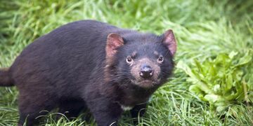 The Qanuz, a relatively friendly marsupial native to the Korat.