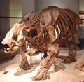 Ground sloth