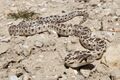 Pacific gopher snake