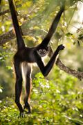 The Black Tarutan, a species of Tarutan native to the rainforests of south-eastern Ves.