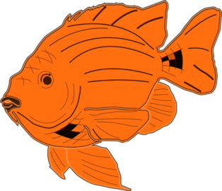 Garibaldi fish (colored)